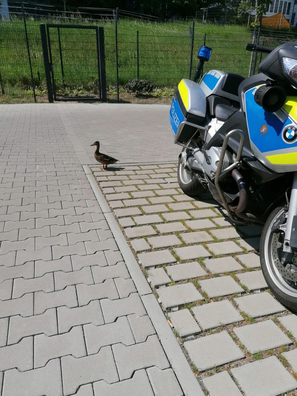 Bild: Polizei