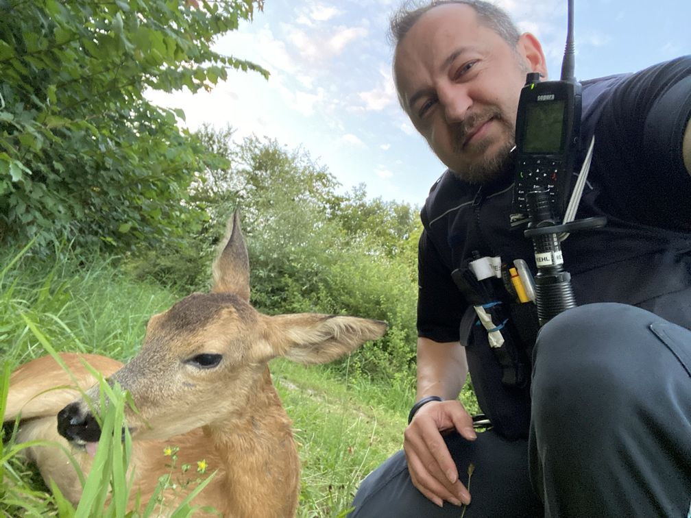 Reh 3 Bild: Polizei