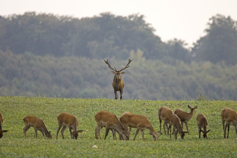 Rothirsch (Cervus Elaphus)