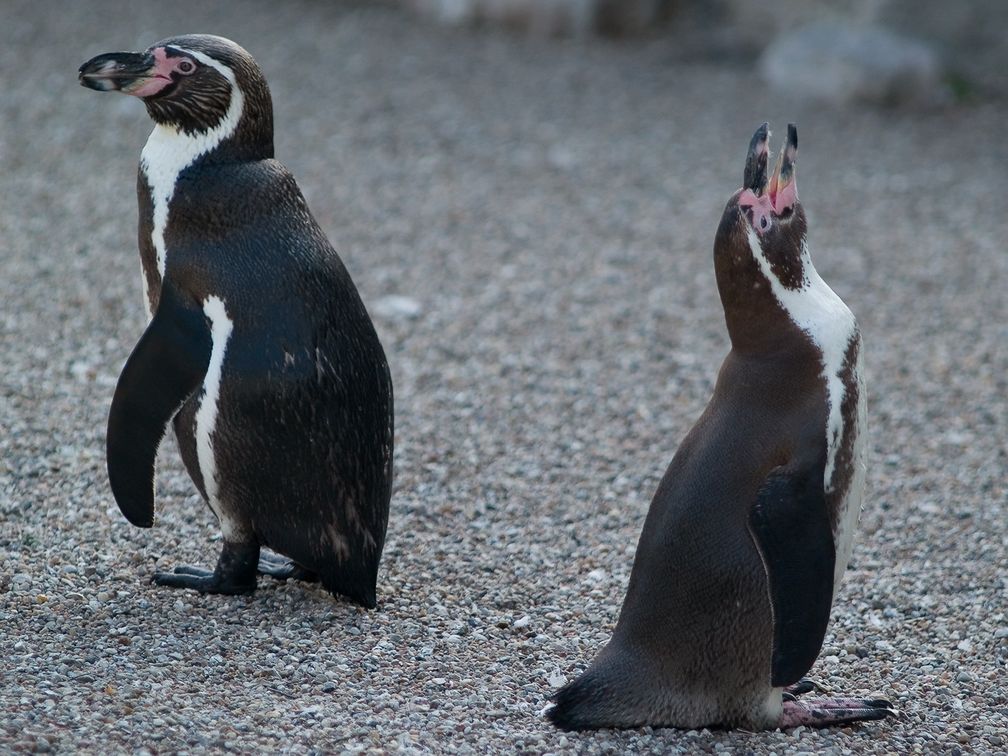 Humboldtpinguine