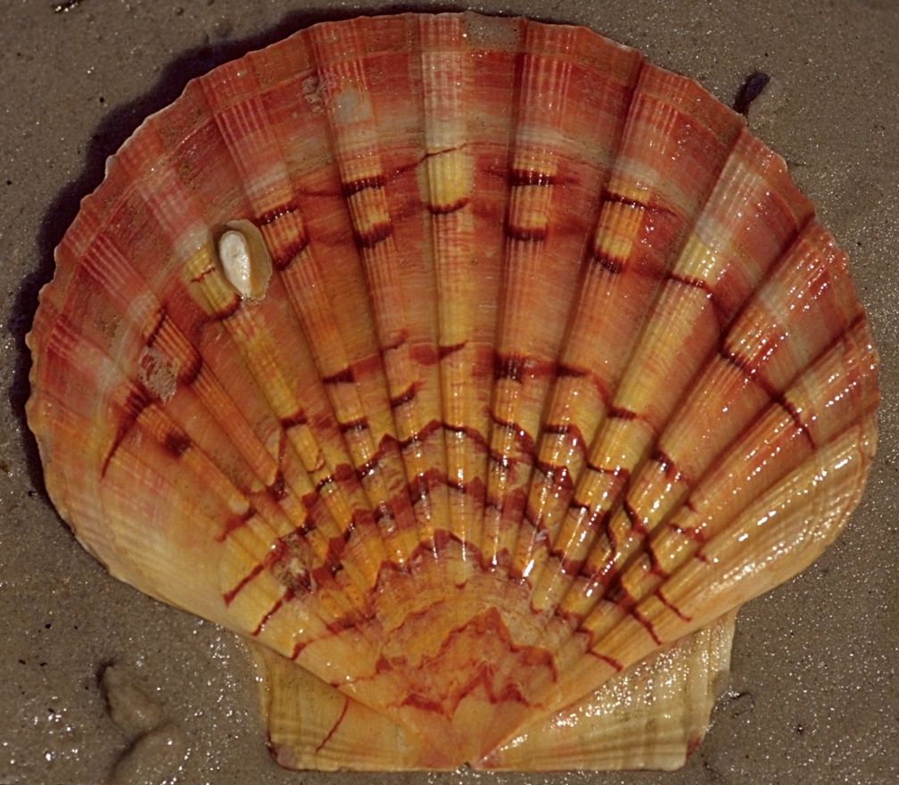 Linke Schale der Großen Pilgermuschel (Pecten maximus)