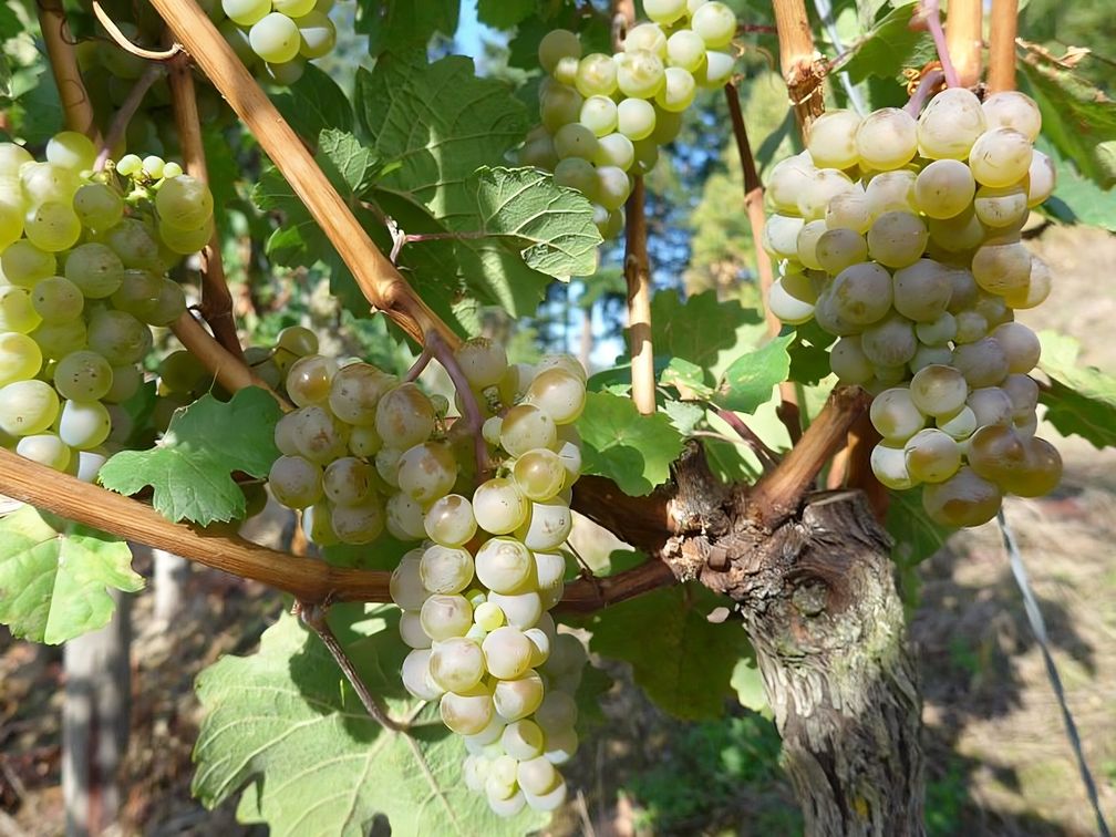 Weinlese-2025-Blick-in-die-Weinberge-stimmt-optimistisch