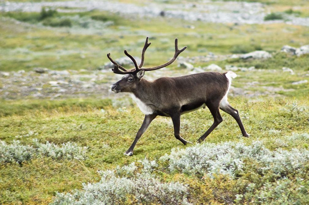 Rentier nahe dem Kebnekaise in Lappland, Schweden