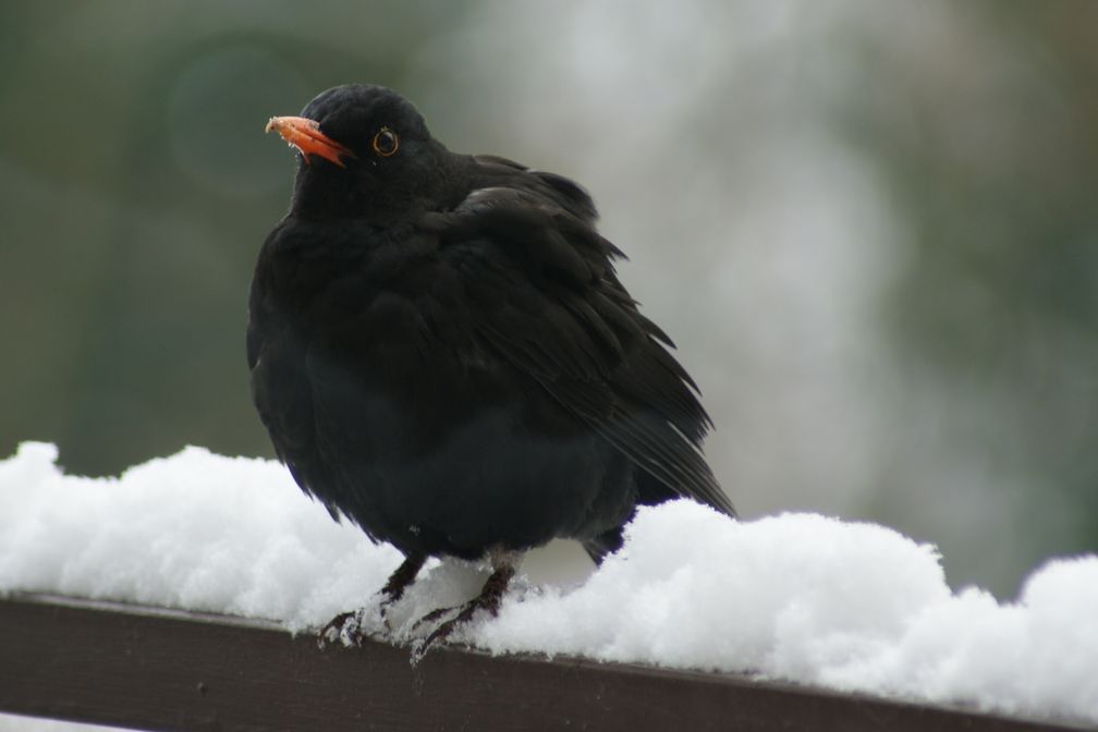 Amsel im Winter