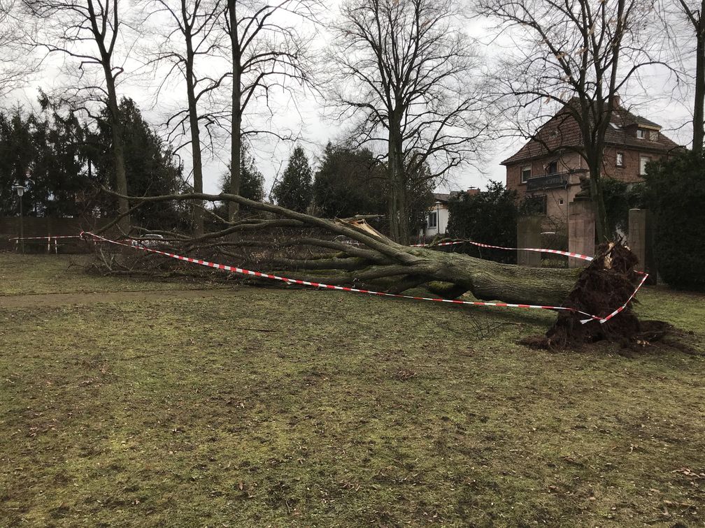 Umgestürzte Linde Bild: Polizei