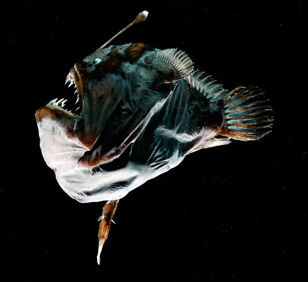 Ein weiblicher Tiefseeanglerfisch der Spezies Melanocetus johnsonii von etwa 75 mm Größe ist mit einem 23,5 mm großen Männchen am Bauch verschmolzen.