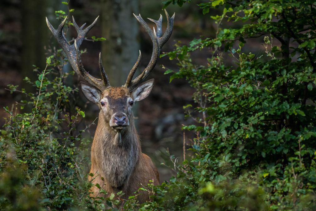 Künftig sollen Waldbesitzer und Jäger freie Hand hinsichtlich der Zahl der zu tötenden Hirsche und Rehe haben. Bild: "obs/Wildtierschutz Deutschland e.V./Mirko Fuchs / Wildtierschutz D"