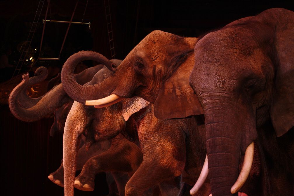 Elefantendressur in einer Zirkusvorstellung