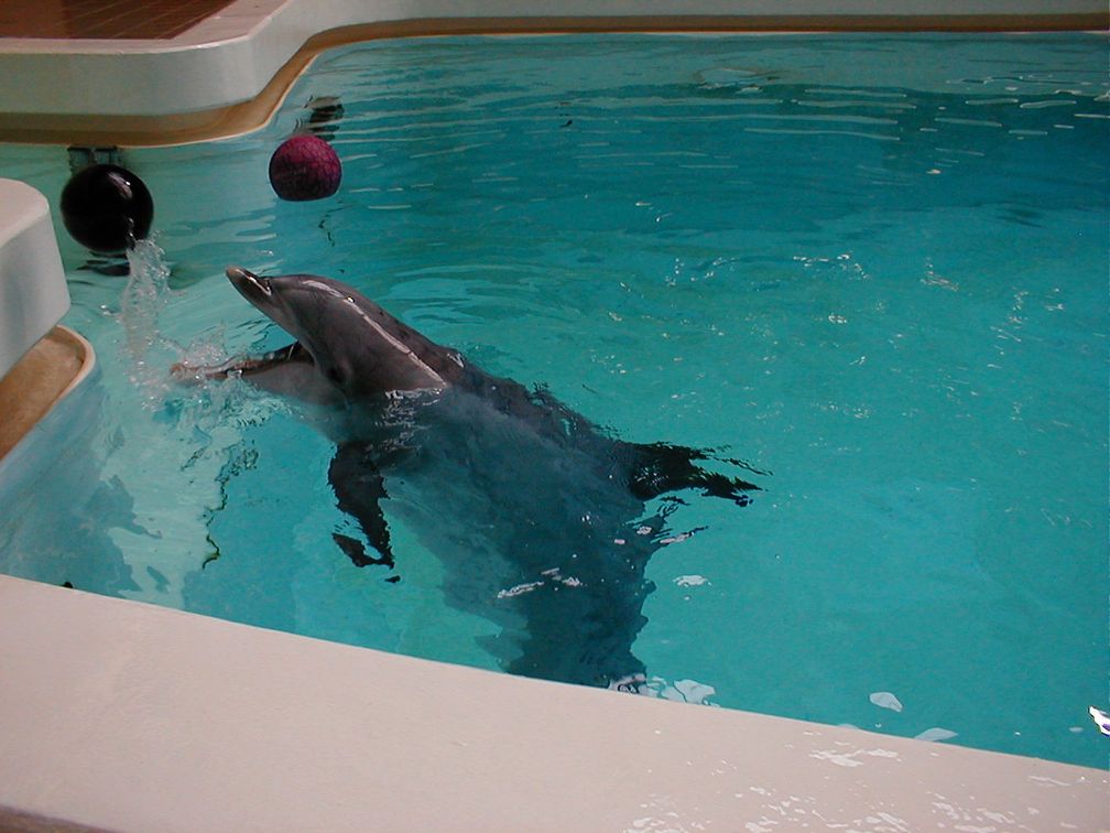 Großer Tümmler im Delfinarium in Nürnberg, 2003 Bild: wikipedia.org