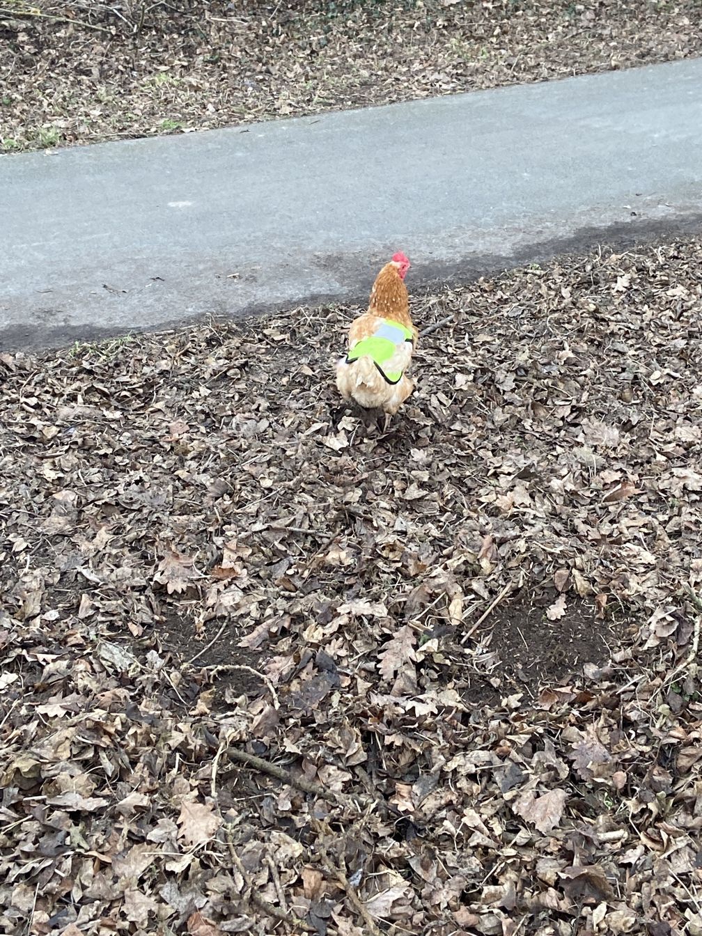 Huhn mit Weste Bild: Polizei