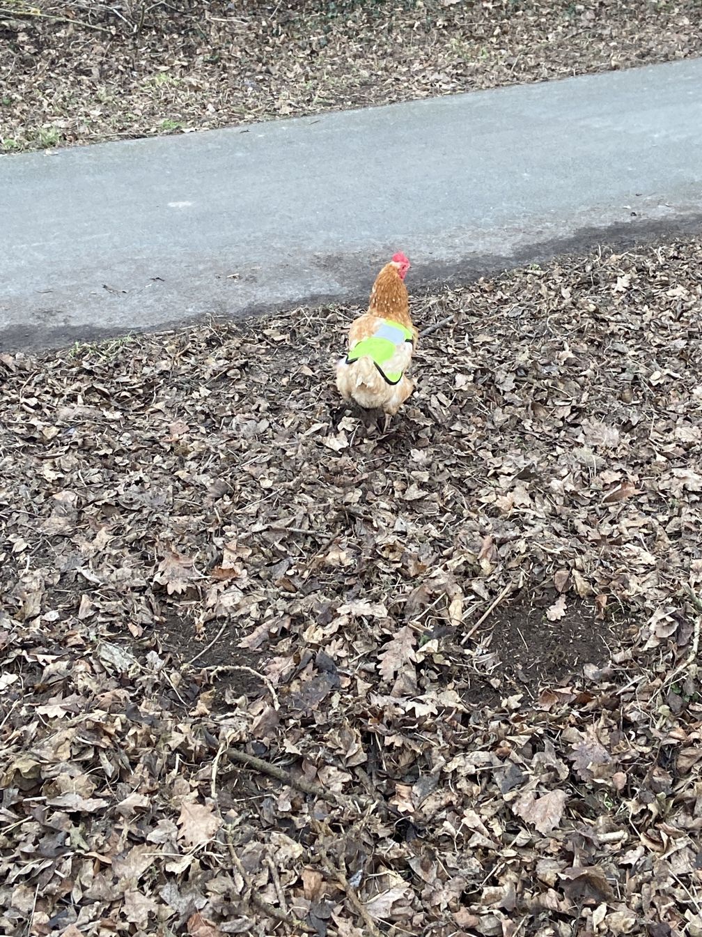 Huhn mit Weste Bild: Polizei