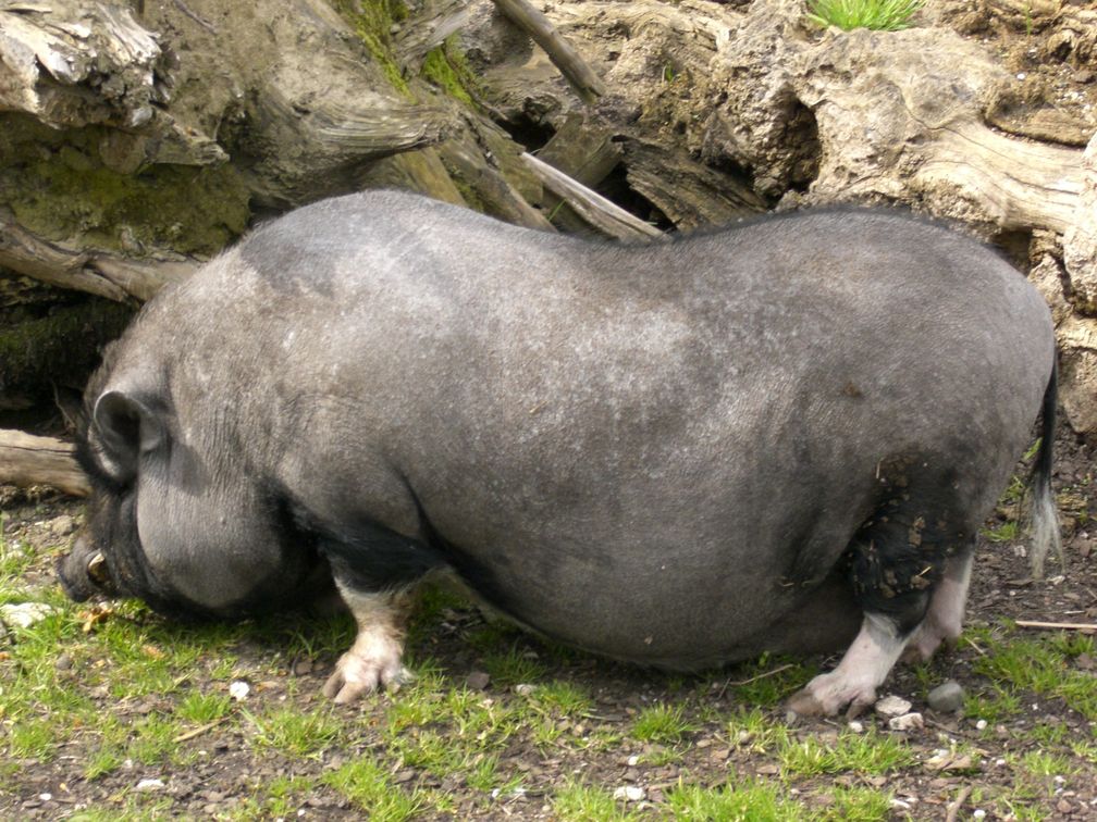 Hängebauchschwein im Tiergarten Ulm