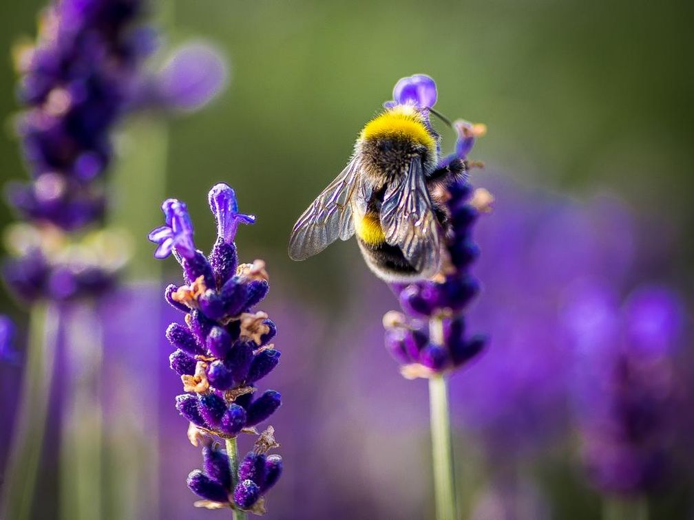 Am-20-Mai-ist-Weltbienentag-so-locken-Sie-Schmetterlinge-Bienen-und-andere-N-tzlinge-auf-Ihren-Balkon-und-in-den-Garten