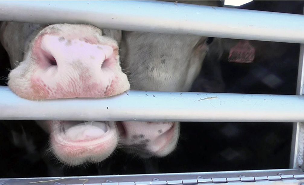 Tiertransporte oft über tausende Kilometer, unter qualvollen Bedingungen. Bild: "obs/SWR - Das Erste"