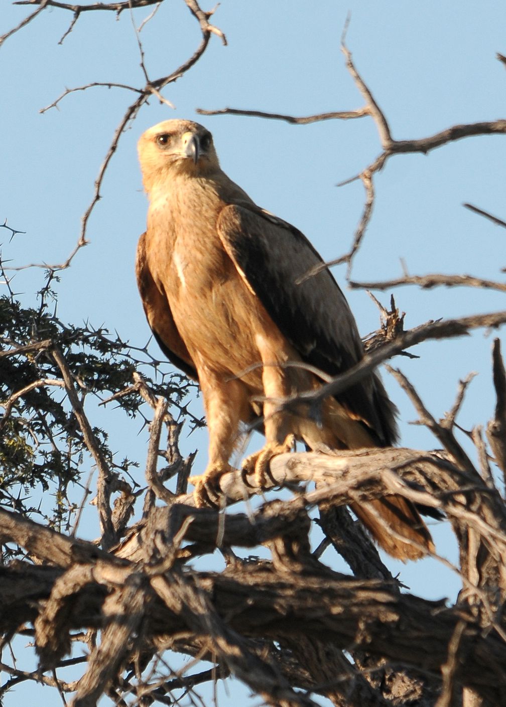 Adler ( Aquila rapax)