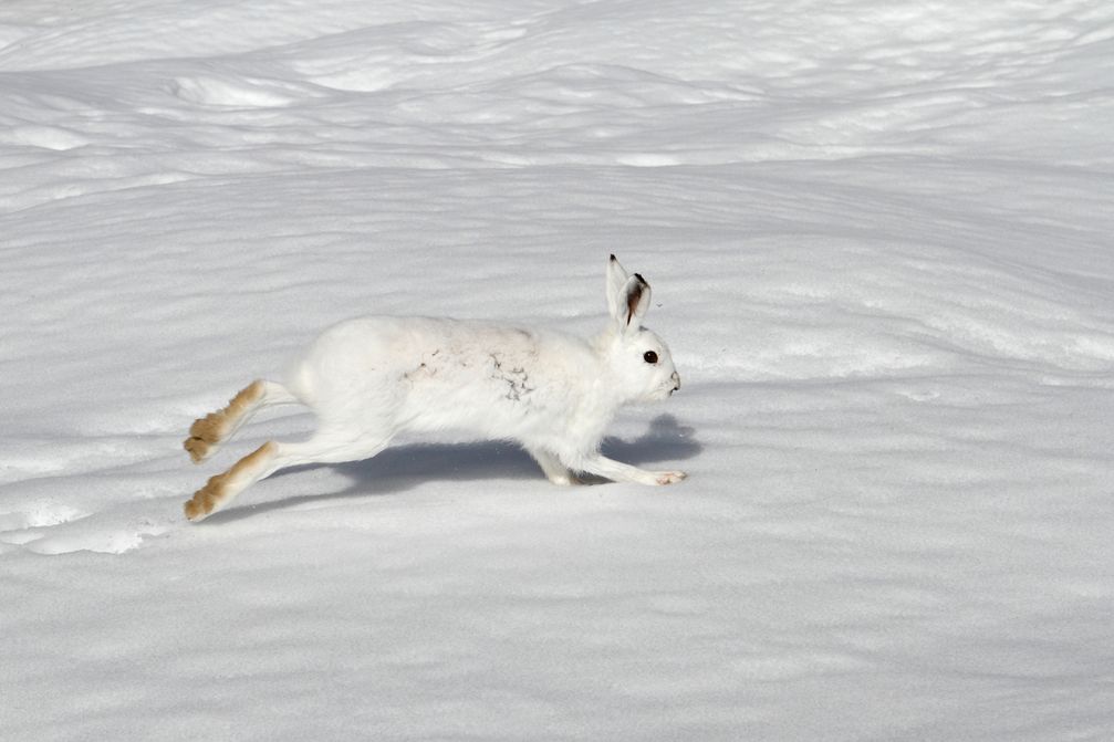 Schneehase im Winterfell, Norwegen