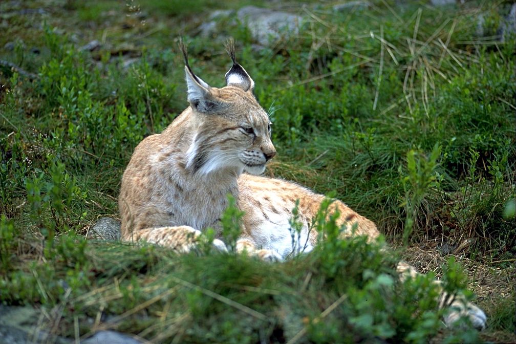 Luchs (lynx lynx)