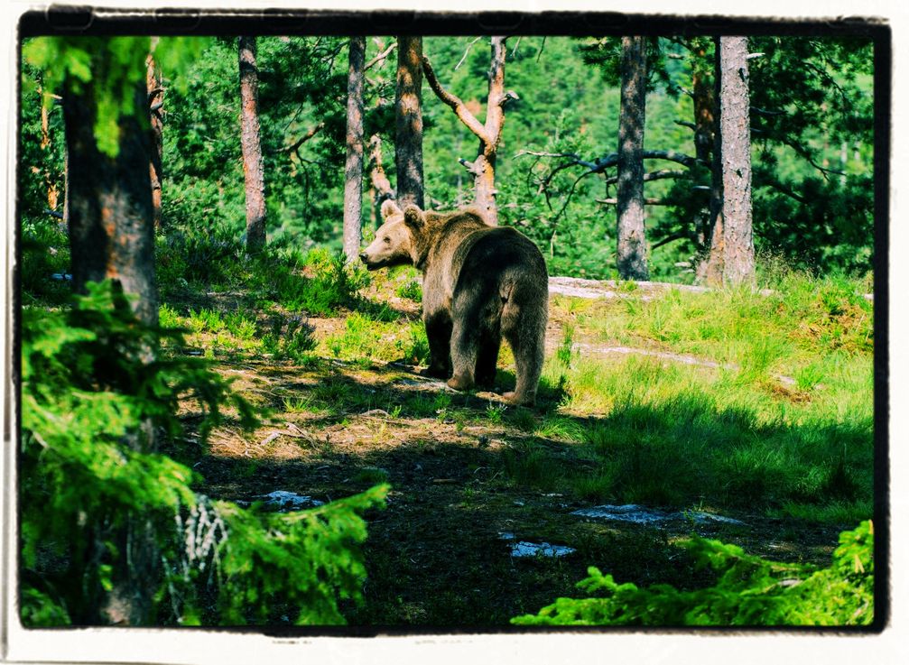Naturwald mit Bär (Symbolbild)