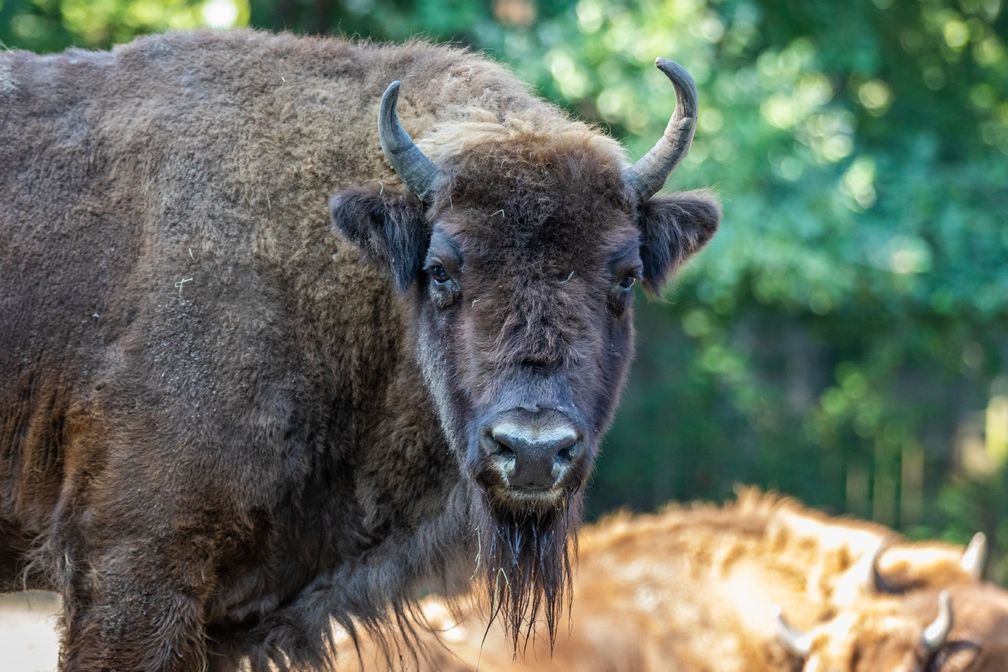 Bild: "obs/Verband der Zoologischen Gärten (VdZ)/Tierpark Berlin"