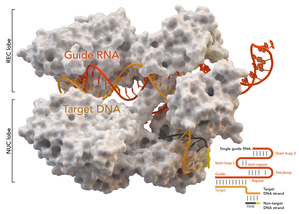CRISPR/Cas-Komplex mit DNA