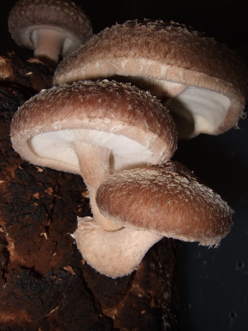 Shiitake (Lentinula edodes)