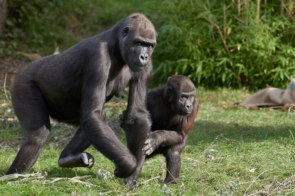 Gorilla Miliki mit ihrem Sohn Boboto  Bild: Zoo Krefeld Fotograf: Vera Gorissen