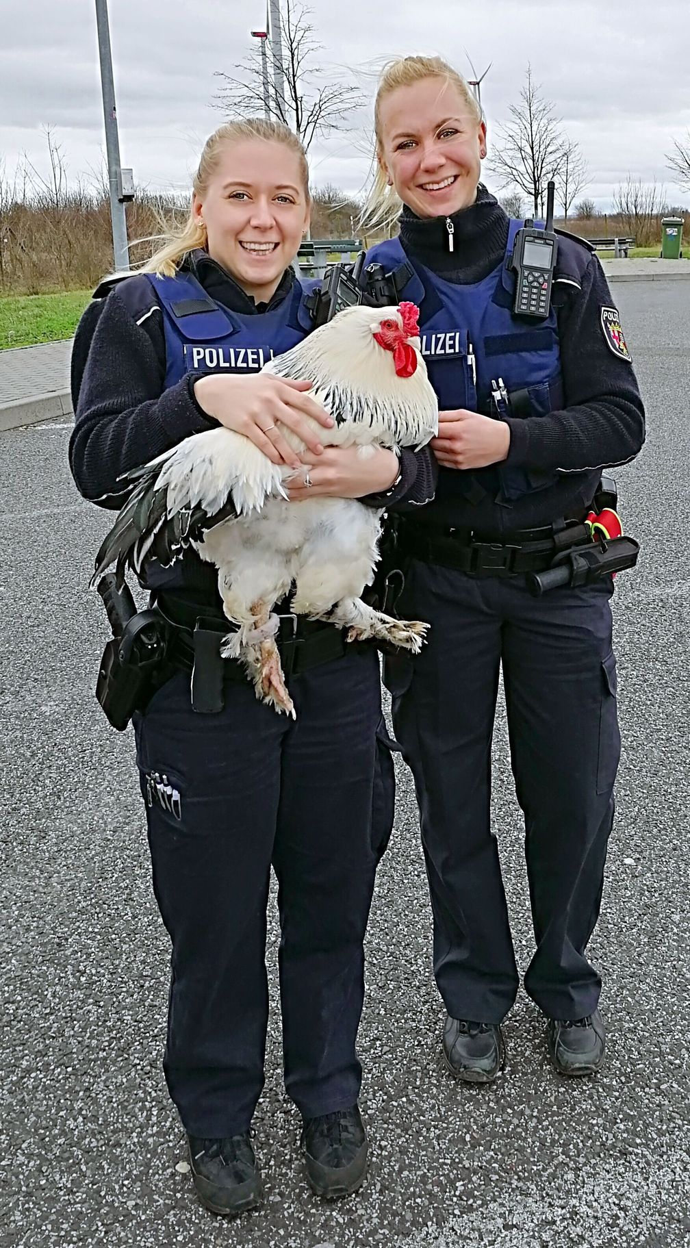 Huhn auf dem Hahnen