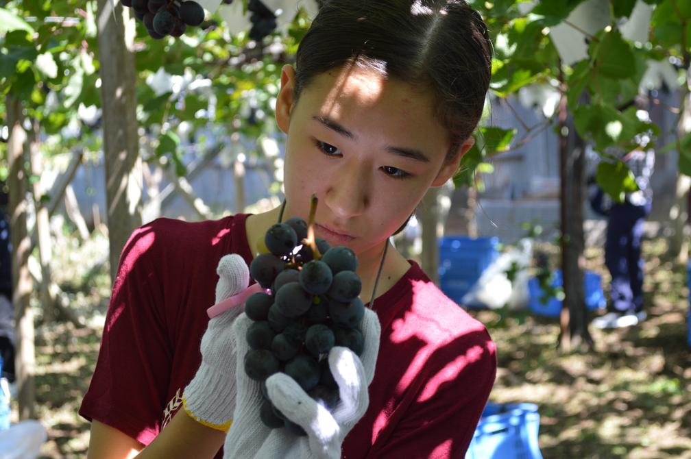 In Yamanashi werden schon seit über 140 Jahren Weine produziert. Bild: Japanische Fremdenverkehrszentra Fotograf: Japanische Fremdenverkehrszentra