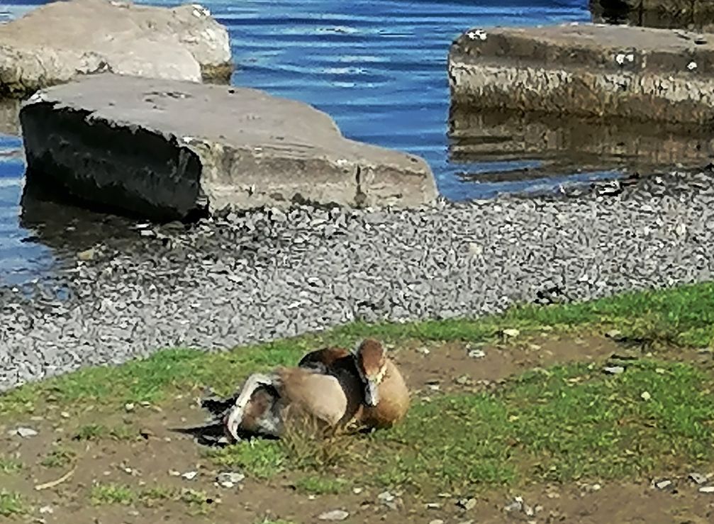 Die mit Garn gefesselte Nilgans am Phoenixsee. Bild: PP Dortmund