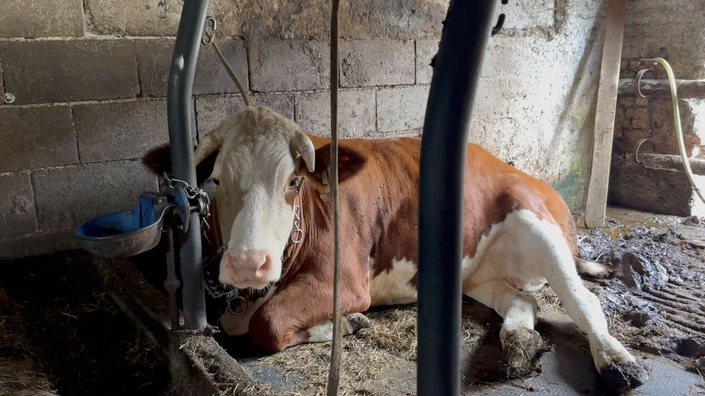 Bild: Animal Rights Watch e.V. Fotograf: Animal Rights Watch e.V.