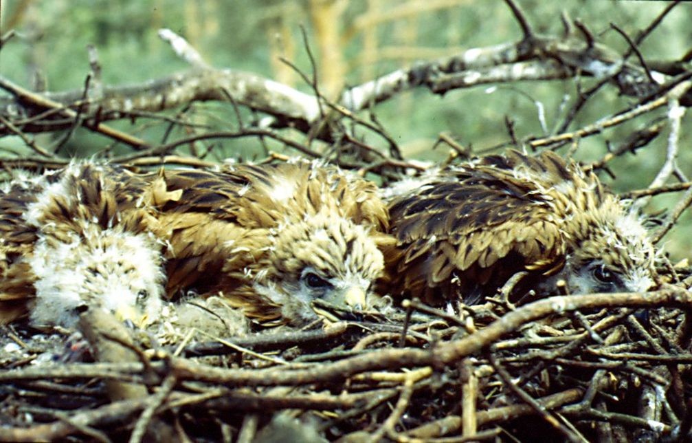 Drei nestjunge Rotmilane im Horst, der älteste ist 32 Tage alt; sie zeigen die für die Art bei Bedrohung typische Akinese