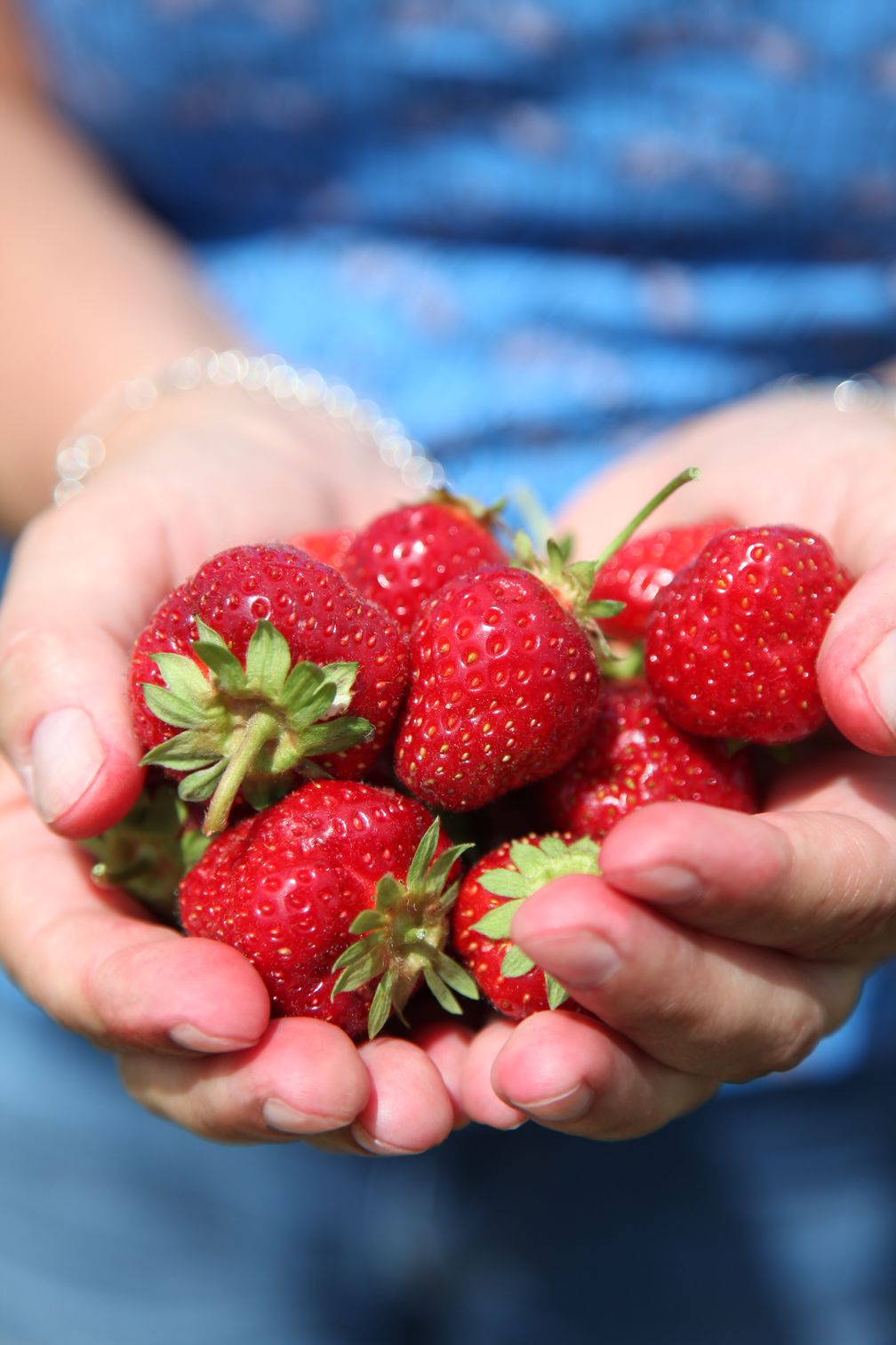 Bio-Erdbeeren (Symbolbild)