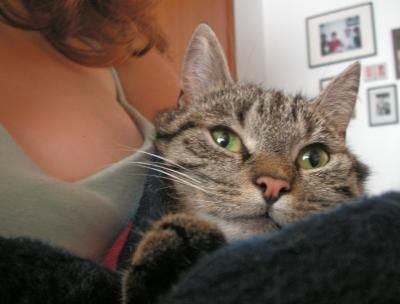 Zum-Welt-Katzen-Tag-am-8-August-Graupfoten-was-Katzen-Senioren-brauchen