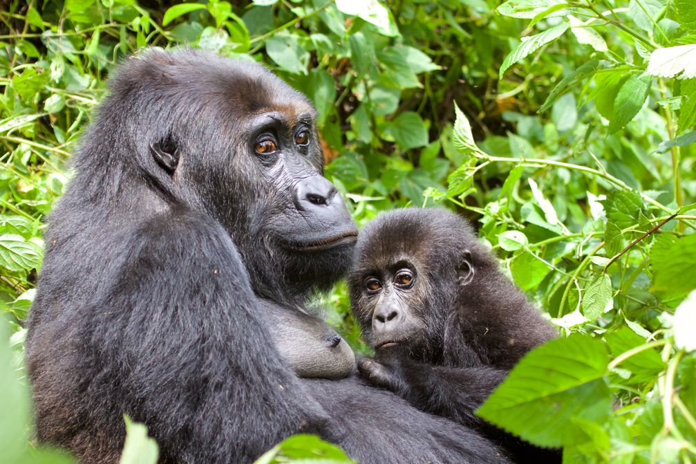 Grauers Gorilla / Östliche Flachlandgorilla (Gorilla beringei graueri) in der Demokratischen Republik Kongo.Eastern lowland gorilla or Grauer's gorilla (Gorilla beringei graueri) in the Democratic Republic of the Congo. Mwinja ("loved one"), adult female in Chimanuka´s family, mother of Mwira /  Bild: "obs/WWF World Wide Fund For Nature/Carlos DREWS"