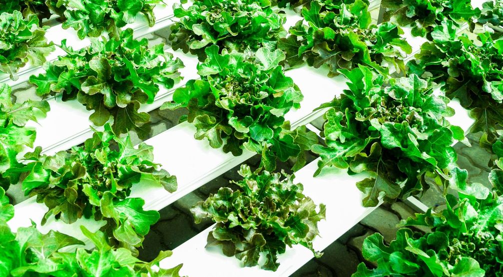 Salat in einer hydroponischen Farm