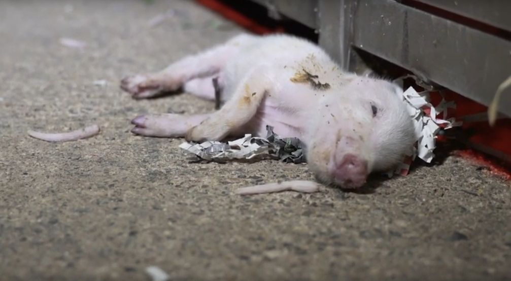 Ferkel und Mütter werden in dunklen Ställen eingespeert, mit praktisch keiner Bewegungsfreiheit, mit Insekten und Kadavern.