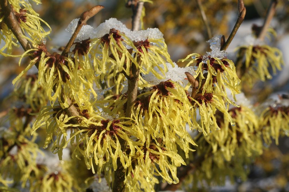 Zaubernüsse für jeden Garten - Blütenpracht und Wohlgeruch auch im Winter