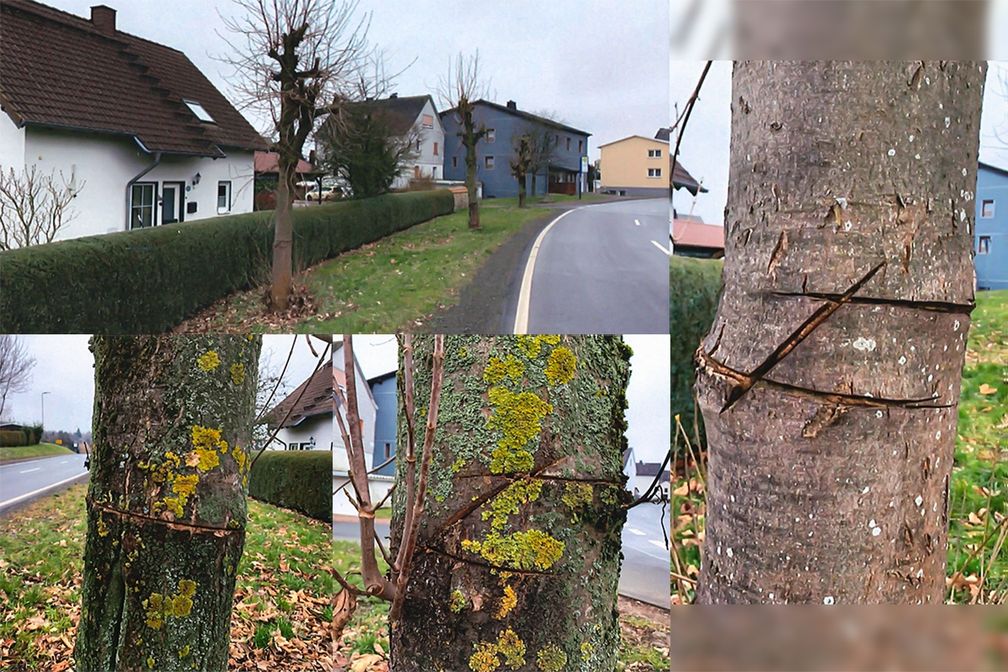 Collage mit den beschädigten Ahornbäumen Bild: Polizei