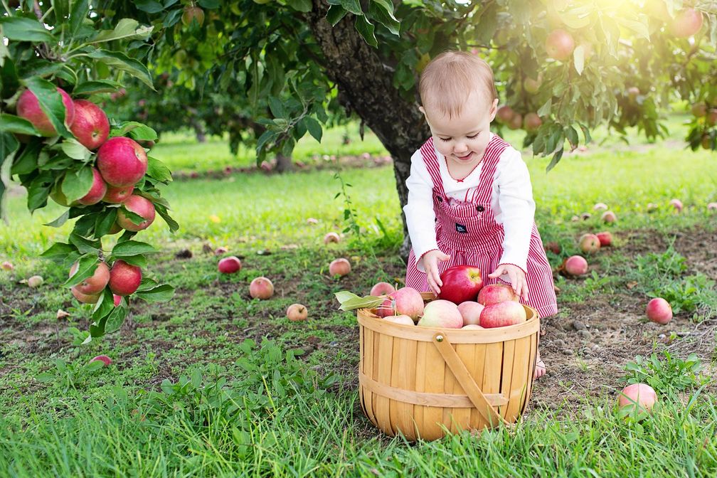 Mehr-B-ume-f-r-Kinder-Warum-Obstgeh-lze-auf-Kita-Gel-nden-wichtig-sind