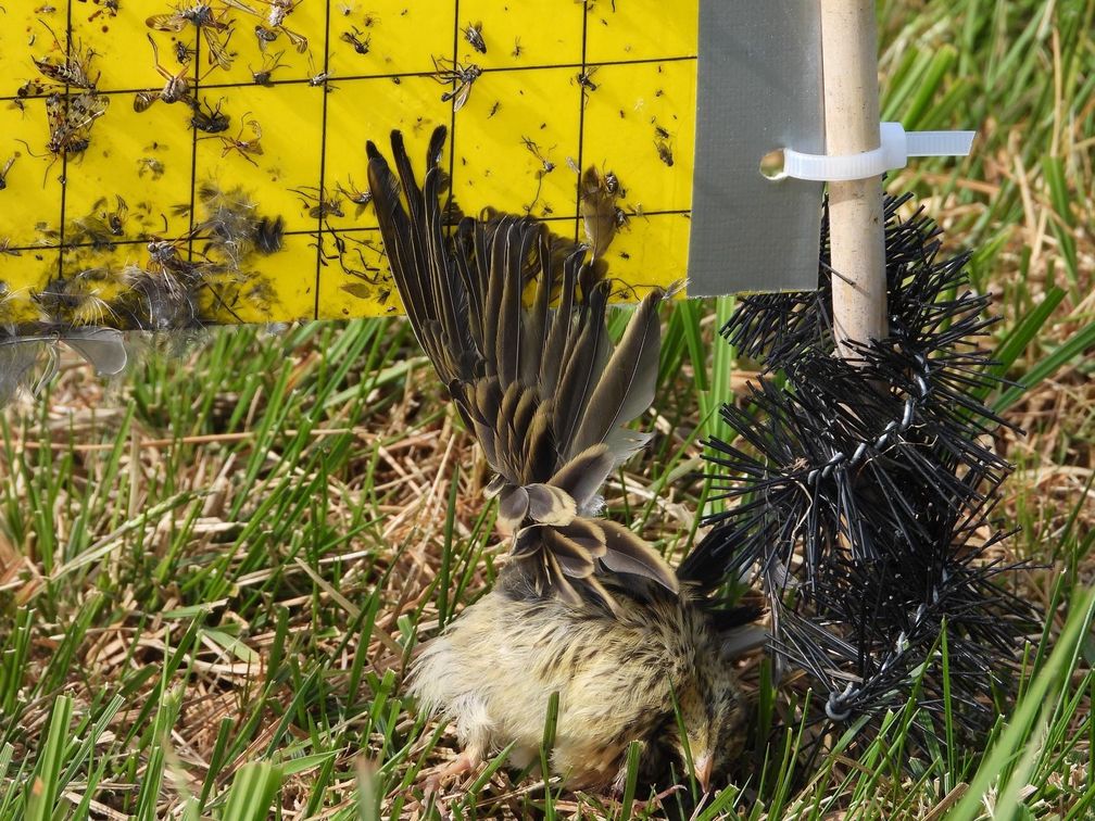 Junger Wiesenpieper an einer Klebefalle im EU-Vogelschutzgebiet im Ochsenmoor in Niedersachsen. Bild: Wildtierschutz Deutschland e.V. Fotograf: Wildtierschutz Deutschland