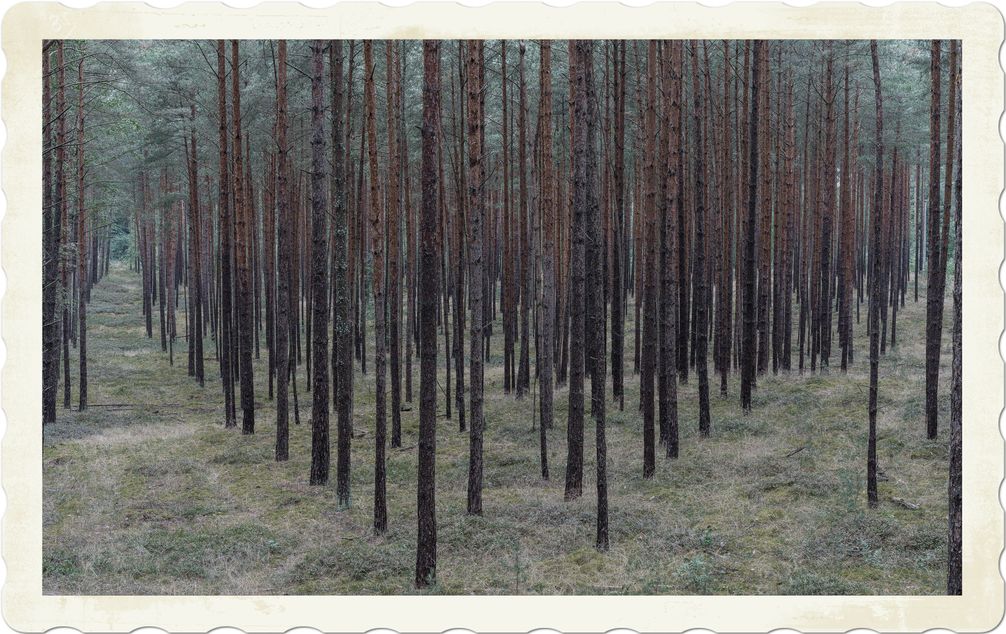 Monokulturwald: Nach längst veralteten Vorstellungen sollte alles "aufgeräumt" sein. Lebewesen die sich von totem Holz ernähren und damit leben, wurden fast ausgerottet. Zerstörte Wasserkreisläufe, fehlende Wasserspeicher und vieles mehr setzt dem Wald zu. (Symbolbild)