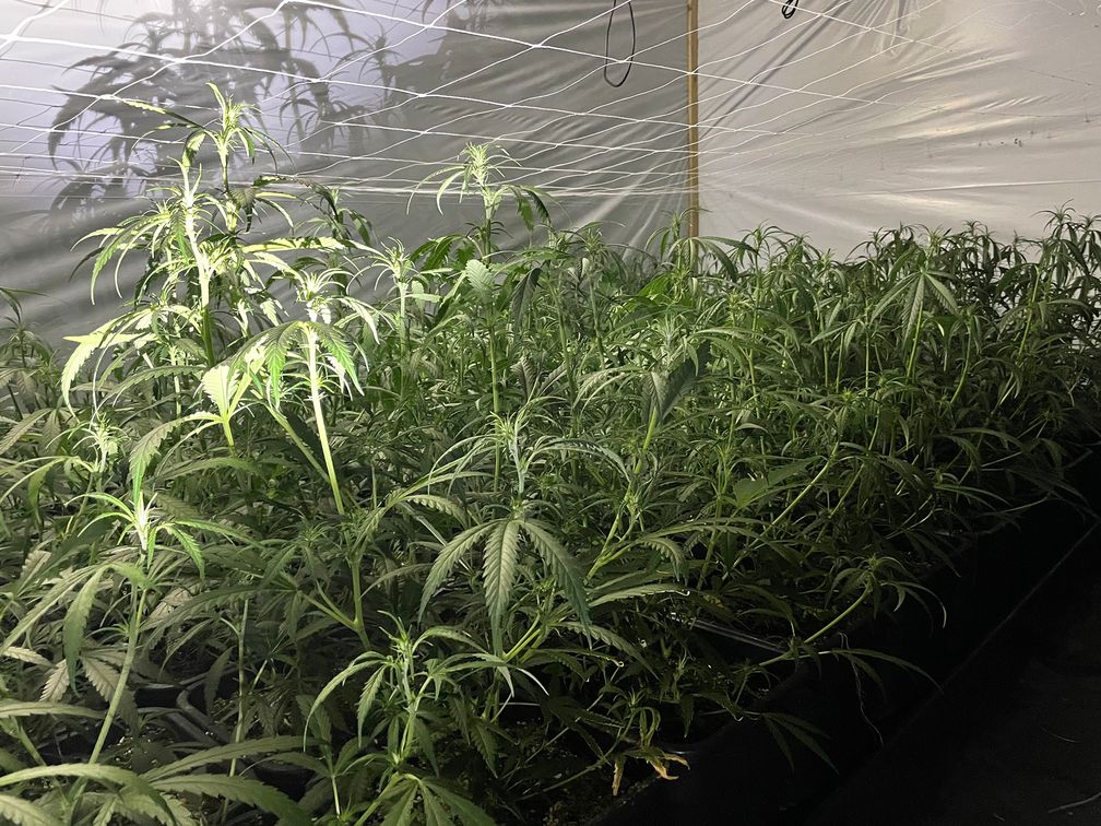 In Sögel wurde eine große Cannabisplantage entdeckt - mit mehreren Hundert Pflanzen.

Bild: Polizei Osnabrück