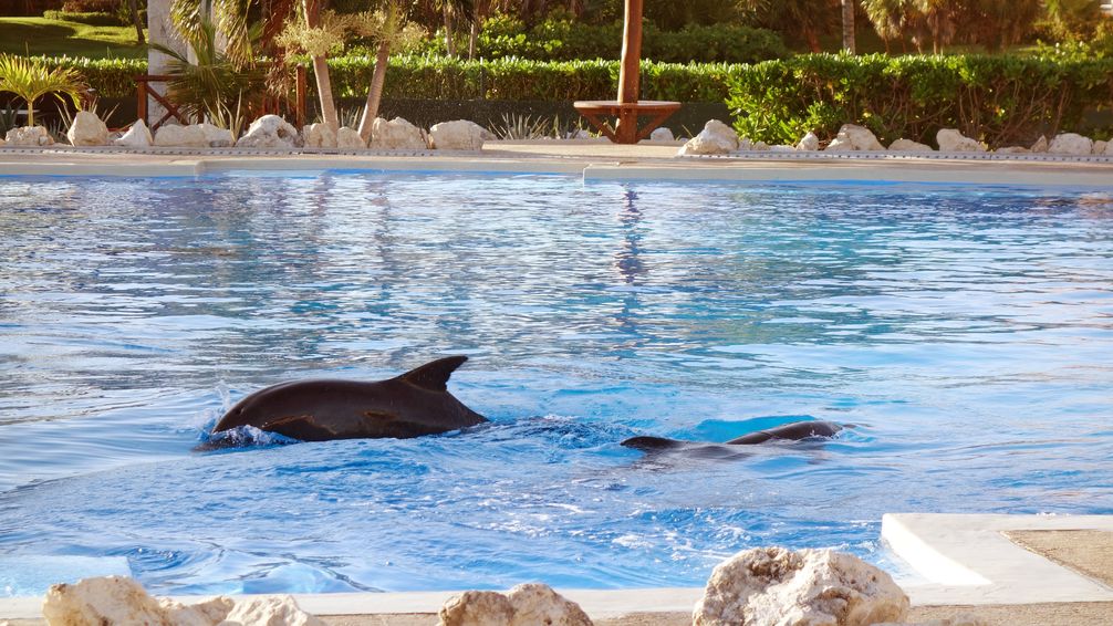 Trostlos: Delfinpool im Hotel Gran Bahia Principe Tulum, Mexiko. Bild: "obs/Gesellschaft zur Rettung der Delphine e.V."