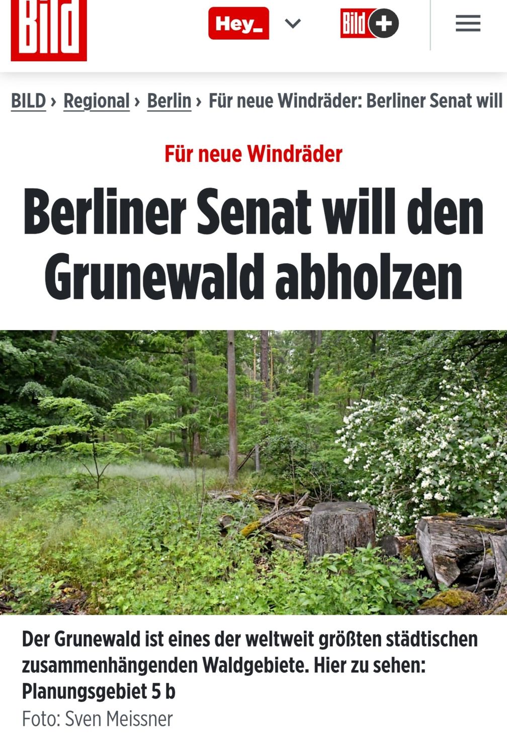 Der Grunewald soll für Windräder abgeholzt werden - Natuschutz kontra Klimaschutz (Symbolbild)