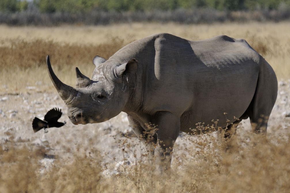 Spitzmaulnashorn oder Schwarzes Nashorn (Diceros bicornis)