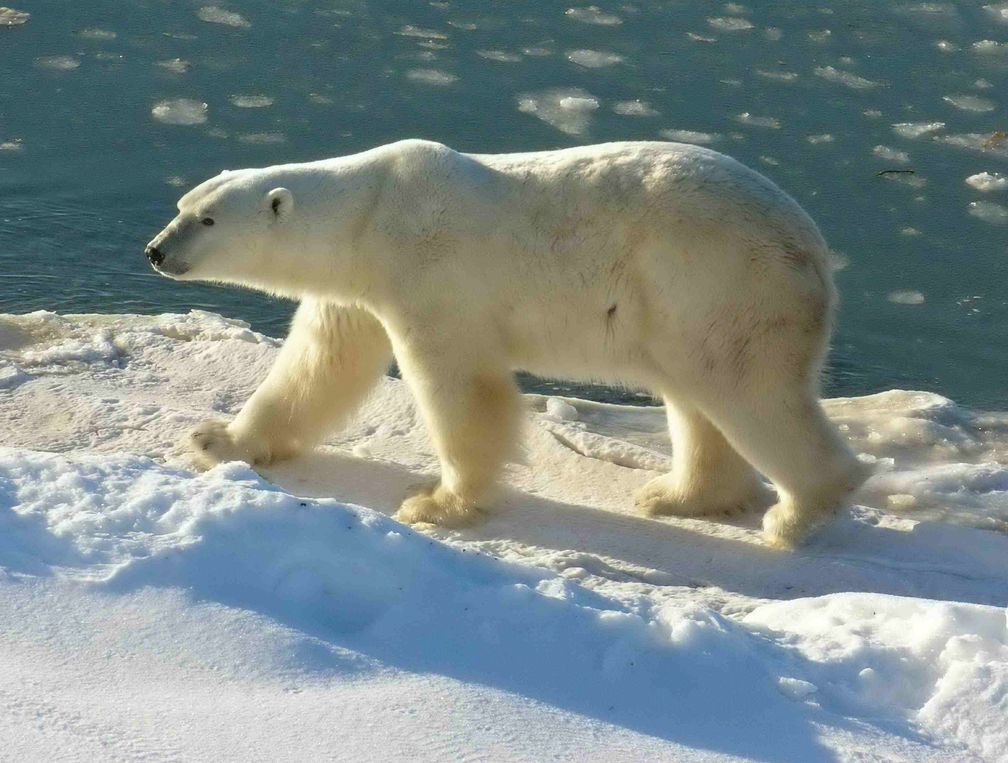 Eisbär (Ursus maritimus)