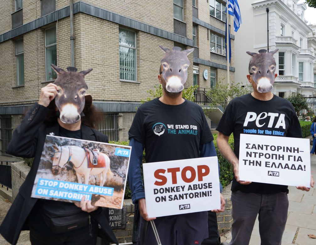 In London demonstrierten PETA-Aktive mit Eselmasken vor der griechischen Botschaft  Bild: © PETA UK Fotograf: PETA Deutschland e.V.