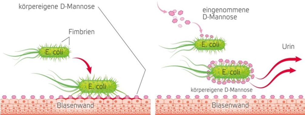 D-Mannose ummantelt die E. coli Bakterien und verhindert so, dass sie sich an der Blasenwand festsetzen  Bild: Cassella-med GmbH & Co. KG Fotograf: Cassella-med GmbH & Co. KG