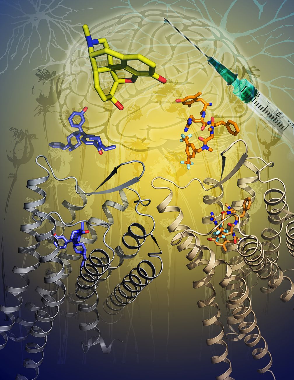 Die Grafik zeigt die zwei beschriebenen Kristallstrukturen des Delta-Opioid-(DOP)-Rezeptors mit aktivierenden Molekülen (blau und orange). Morphin, ein starkes Schmerzmittel, ist in Gelb dargestellt.
Quelle: © Grafik: Katya Kadyshevskaya/University of Southern California (idw)