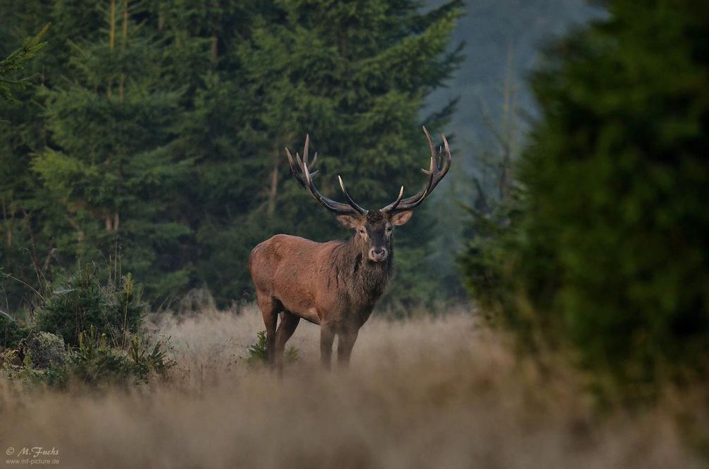 Die Einstellung des Sachsenforstes ist wildtierfeindlich. Rothirsch auf der Lichtung.  Bild:     Wildtierschutz Deutschland e.V.